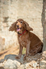 Obraz premium The dog sits on a rock and stones with his tongue out.
