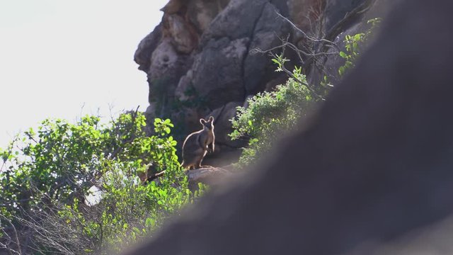 Wild Rock Wallabie in Western Australia