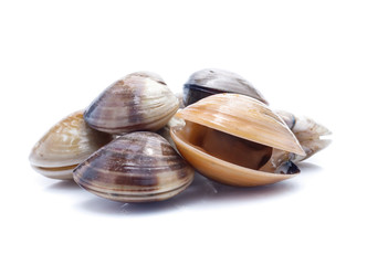 enamel venus shell on a white background