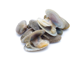 Clams in a white background