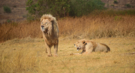 lion and lioness