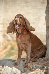 The dog sits on a rock and stones with his tongue out.