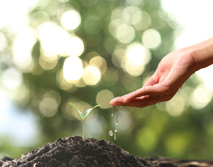 Farmer's hand watering a young plant on green bokeh nature