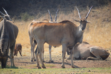 impala in serengeti national park tanzania africa