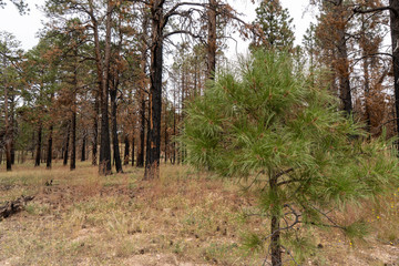 USA Grand Canyon / Amerika