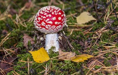 Red and White Toad Stool Mushroom in an Autumn Forest