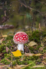 Red and White Toad Stool Mushroom in an Autumn Forest