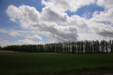 防風林のある風景