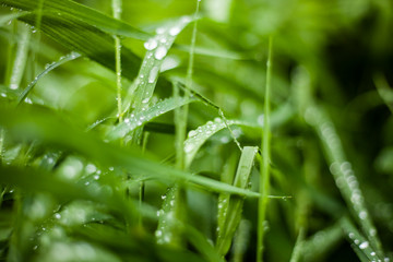 Drops on the green grass. The rainy day the plants got wet. Beautiful natural calming background.