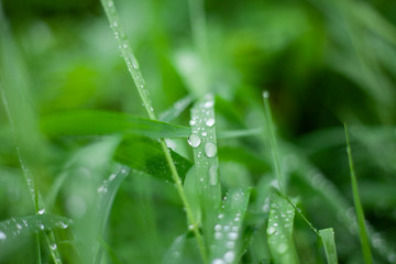Drops on the green grass. The rainy day the plants got wet. Beautiful natural calming background.