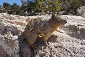 Squirrel in Grand Canyon