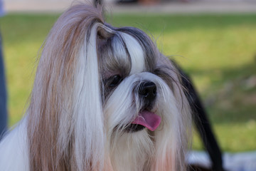 Shih Tzu. The dog is preparing for the dog show. 