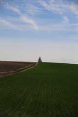 一本の木と大自然