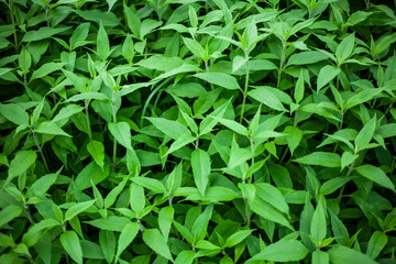 Natural background vegetation. Green plants in the summer....