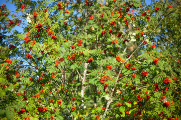 Rowan berries. The mountain ash tree bears fruit red berries. Natural background, a combination of red and green colors in nature.