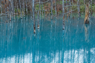 晩秋の青い池　美瑛町