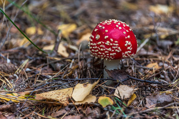 Red and White Toad Stool Mushroom in an Autumn Forest