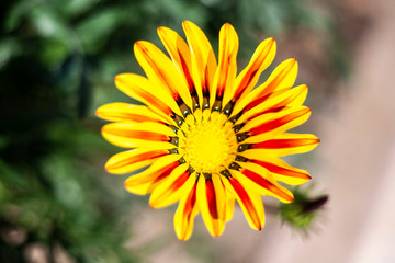 Beautiful flowers. Garden flower natural background. Bright colors of plants.