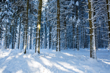 Sun light in the winter forest with white fresh snow and pine trees.
