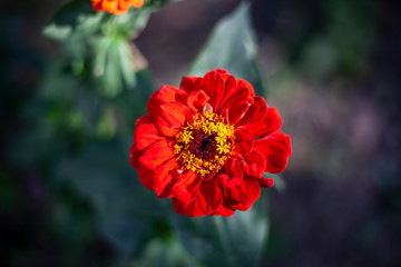 Beautiful flowers. Garden flower natural background. Bright colors of plants.