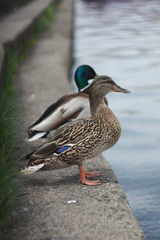 Male and female wild mallard (Anas platyrhynchos) duck sitting on the shore outside the water