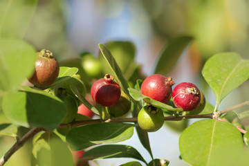 Erdbeer-Guave  Psidium Cattleianum Pflanze