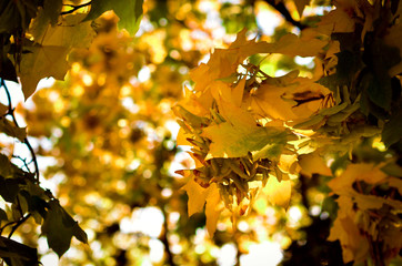 Maple leaves in the fall. Autumnal foliage of a tree in orange and yellow. Autumn crown of trees in...