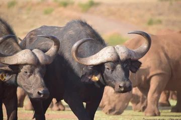 Tuinposter buffel in het veld © Prashanth