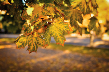 Fototapeta premium Maple leaves in the fall. Autumnal foliage of a tree in orange and yellow. Autumn crown of trees in yellow. Photo taken on a warm and sunny day in warm tint.