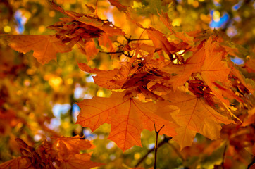 Maple leaves in the fall. Autumnal foliage of a tree in orange and yellow. Autumn crown of trees in...