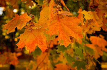 Naklejka na ściany i meble Autumn leaves close-up. Yellow crown of a tree.