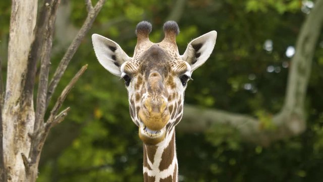 Close up of Giraffe head beside a tree from the front and chewing, looks like talking or speaking