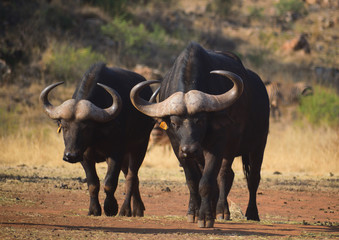 buffalo in kenya