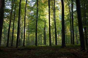 High green trees in the forest with the sun rays in Brussels - obrazy, fototapety, plakaty