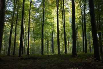Foto op Canvas Hoge groene bomen in het bos met de zonnestralen in Brussel © Thierry Costa/Wirestock