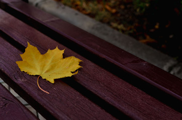 Naklejka na ściany i meble Autumn yellow leaves lie on a park bench. Photo in warm tint.