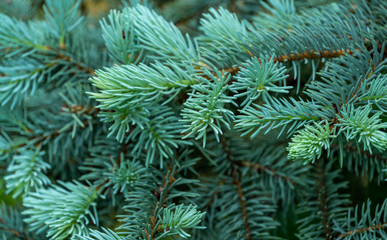 Naklejka na ściany i meble Young Blue Spruce Picea pungens Hoopsii fresh spring growth - soft blue needles. Selective focus. Nature concept for Christmas design