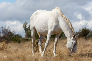 Caballo blanco pastando en los pastos secos. Fresno de la Carballeda, Zamora, España.