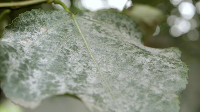 Powdery Mildew. Gray fungal plaque (damage, infection) on the leaves of plants, trees, shrubs, vegetables, fruits. Close-up