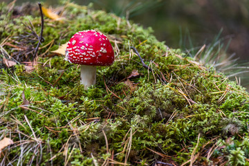 Red and White Toad Stool Mushroom in an Autumn Forest