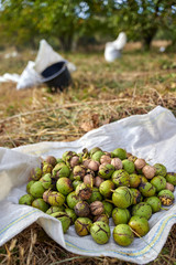 Ripe walnuts in the orchard