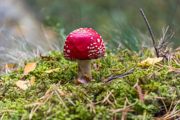 Red and White Toad Stool Mushroom in an Autumn Forest