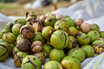 Ripe walnuts in the orchard