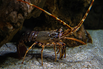 Spiny lobster - Palinurus elephas. Underwater shot of lobster on the ocean bottom floor. These shellfish are common in western Europe