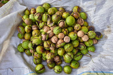 Ripe walnuts in the orchard