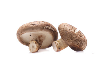 Shiitake mushroom on the White background
