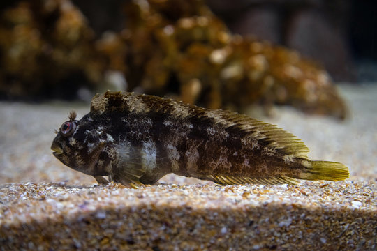 Shanny - Lipophrys pholis. Underwater shot of common rock blenny, it is a fish that lives on the ocean bottom between rocks and corals. Common in Atlantic ocean and Mediterranean sea