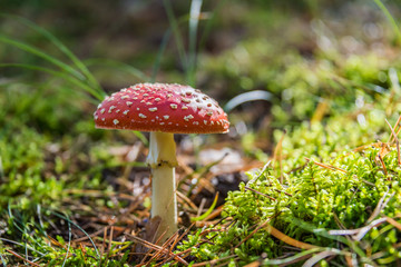 Red and White Toad Stool Mushroom in an Autumn Forest