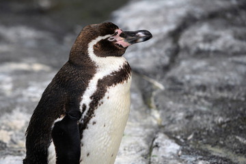 African penguin - Spheniscus demersus or black footed penguin on rock background. Cute marine wild bird at the zoo, waterbird isolated on rocky background