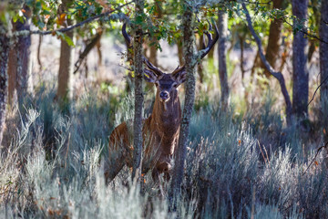 Ciervo com&uacute;n macho mirando de frente entre los robles. Cervus elaphus. Fresno de la Carballeda, Zamora, Espa&ntilde;a.